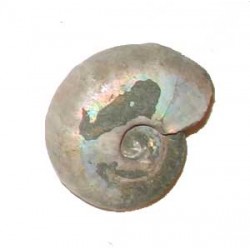 Iridescent Ammonite 41mm
