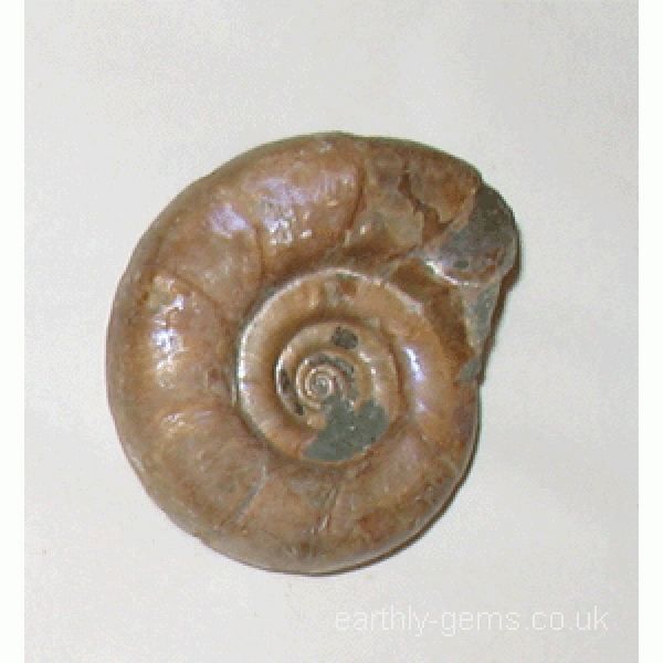 41mm-Iridescent Ammonite