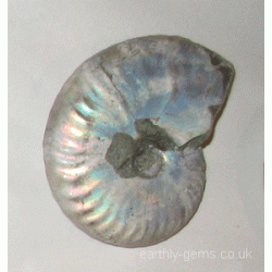 57mm Iridescent Ammonite