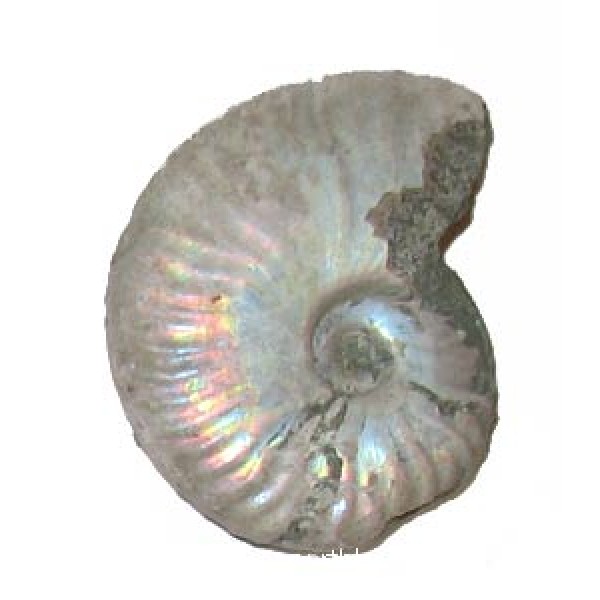 55mm Iridescent Ammonite