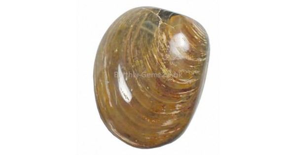 Agate Shell Fossil
