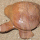 Orange Jasper Turtle - Crystal Animal