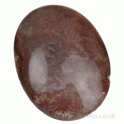 Fossilised Coral Cabochon