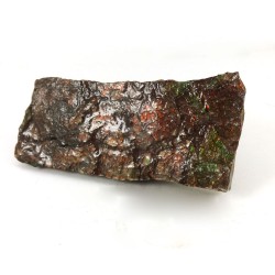 Natural Ammolite Fossil Fragment