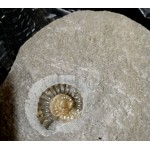 Promicroceras Ammonite from Lyme Regis