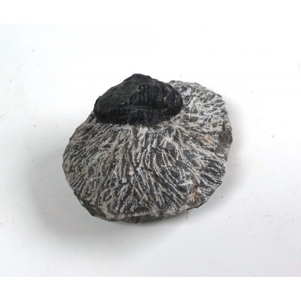 Trilobite Fossil Matrix Stone 