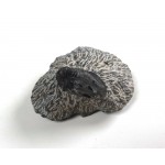 Trilobite Fossil Matrix Stone 