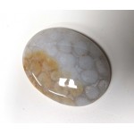 Fossil Coral Oval Cabochon Fossil Coral Oval Cabochon