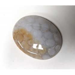Fossil Coral Oval Cabochon