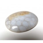 Fossil Coral Oval Cabochon Fossil Coral Oval Cabochon