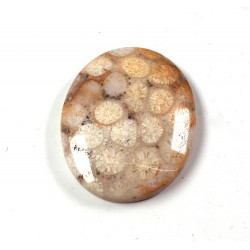 Fossil Coral Oval Cabochon