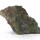 Natural Canadian Ammolite Fragment