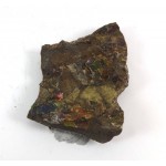 Natural Ammolite Fossil
