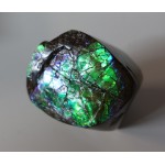 Polished Green Red Blue Ammolite Section Polished Green Red Blue Ammolite Section