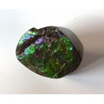 Polished Green Red Blue Ammolite Section Polished Green Red Blue Ammolite Section