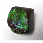 Polished Green Red Blue Ammolite Section Polished Green Red Blue Ammolite Section