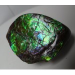 Polished Green Red Blue Ammolite Section Polished Green Red Blue Ammolite Section