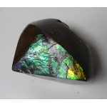 Polished Green Red Blue Ammolite Section Polished Green Red Blue Ammolite Section