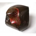 Polished Green Red Blue Ammolite Section Polished Green Red Blue Ammolite Section