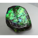 Polished Green Red Blue Ammolite Section Polished Green Red Blue Ammolite Section