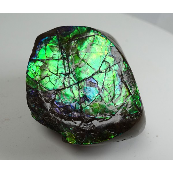 Polished Green Red Blue Ammolite Section Polished Green Red Blue Ammolite Section