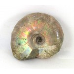 45mm Iridescent Ammonite