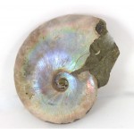 78mm Iridescent Ammonite