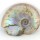 78mm Iridescent Ammonite