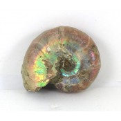 Fossil Ammonites Stock and Information