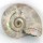 Iridescent 78mm Ammonite