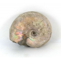 47mm Iridescent Ammonite