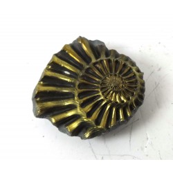 Pyrite Ammonite