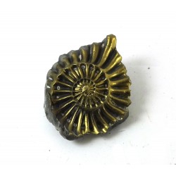 Ammonite with Pyrite