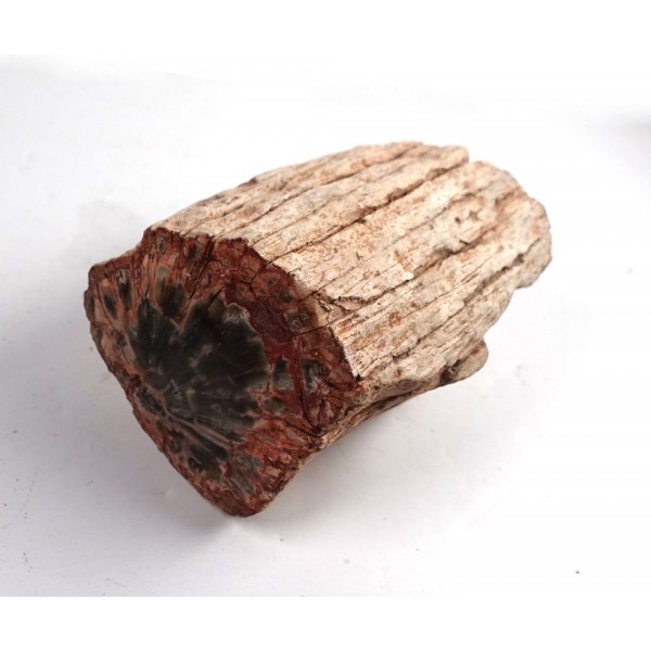 Fossil Wood Branch Section