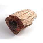 Fossil Wood Branch Section