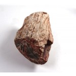 Fossil Wood Branch Section