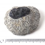 Moroccan Trilobite Matrix