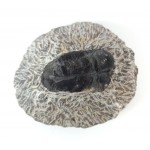 Moroccan Trilobite Matrix