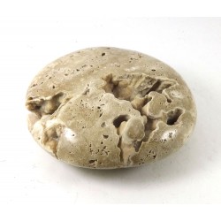 Brown Aragonite Skeleton Palm Stone