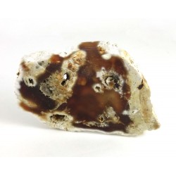 Fossil Coral Agate