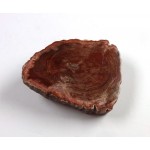 Petrified Wood Thick Polished Surface