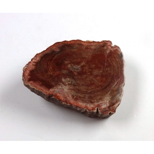 Petrified Wood Thick Polished Surface